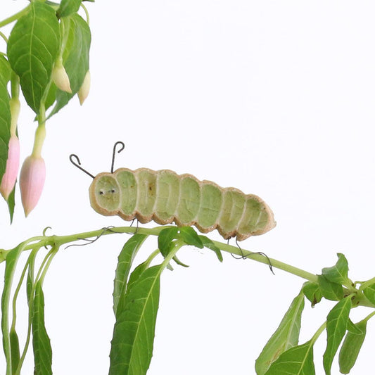 Cara Caterpillar Plant Hugger Decoration